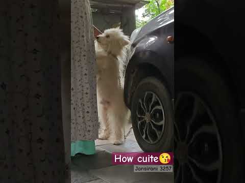 Coton de Tulear doge 🐕#doglover#cotondetulear#viralvideo #shorts#vijay#theri#suriya#ajith#irfan#tvk