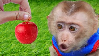 Lovely Monkey 🐵🐵🐵 Drives The Red Truck to Pick An Apple In The Garden And Eating With Cute Puppy