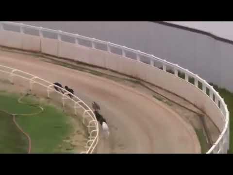 Towcester 1st May 2022 - Matchbook 712m Stayers