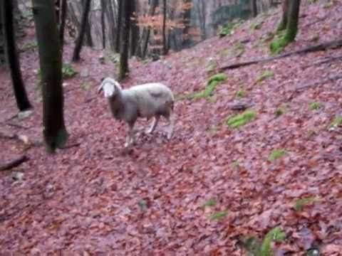 Sunday afternoon sheep tramp in Pretzfeld, Germany