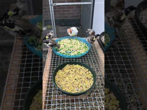 Top paté 🔥 voor mijn kleine Parva Distelvinken , couscous, erwtjes, maden en eivoer 🥰🦜👌🏼