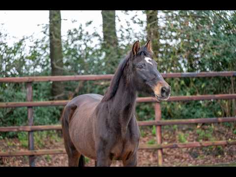 Diaqui of the Lowlands Z ☆☆ (DIAMANT DE SEMILLY x QUIDAM DE REVEL) - Video 13 video thumbnail
