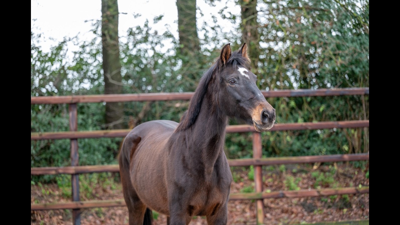 Diaqui of the Lowlands Z ☆☆ (DIAMANT DE SEMILLY x QUIDAM DE REVEL) video 2