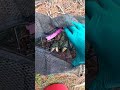 Ultimate Fish Trap Catch!! Liberty Reservoir