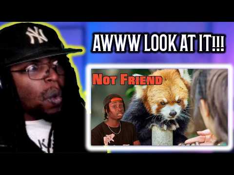 The Red Panda Problem Not Being Talked About Enough [Casual Geographic] DB Reaction