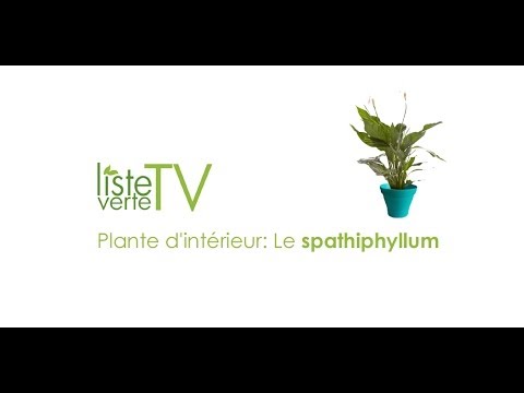 comment soigner spathiphyllum