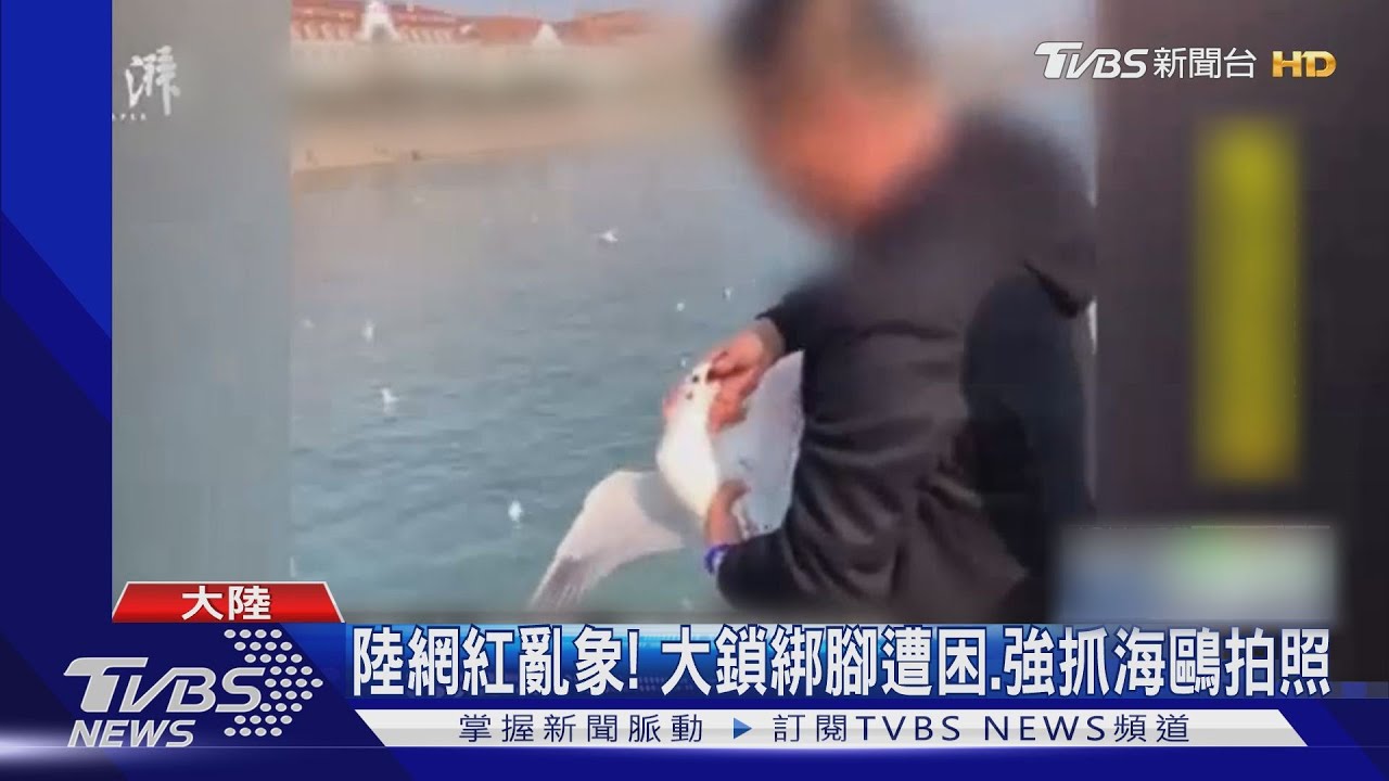陸網紅亂象! 大鎖綁腳遭困、強抓海鷗拍照
