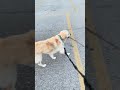 When a Goldie girl wants a stick, she’s gets a stick #goldenretriever #goldie #dog #dogs #dogshorts