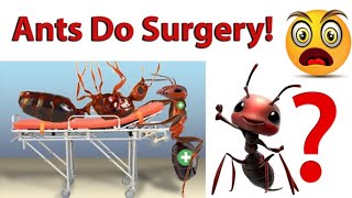 Ants Doing Surgery!! Ants may be the only animal that performs surgical amputations