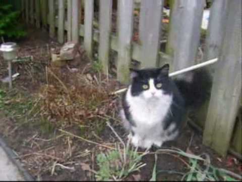 Kitty REALLY wants some bubbles.