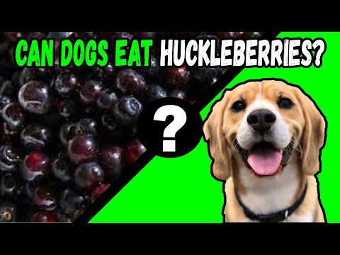 YouTube video about: Can dogs have huckleberries?