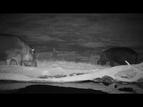 Djuma: Two Hippos leave the pan together - 19:06 - 08/29/19