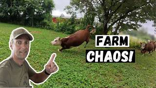 Eventful Day On Our Small Farm!