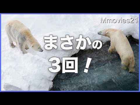 youtube-動物記事1970/01/01 09:00:00