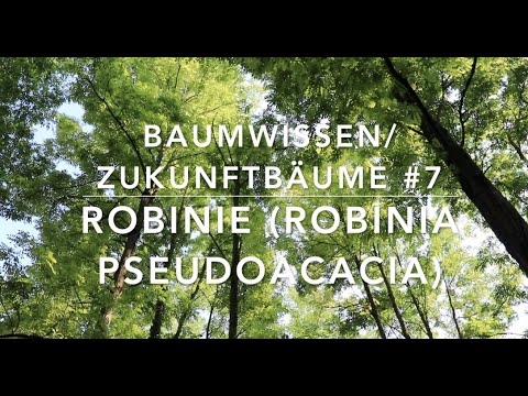 Robinie - Zukunftbäume # 7 (Baumwissen)