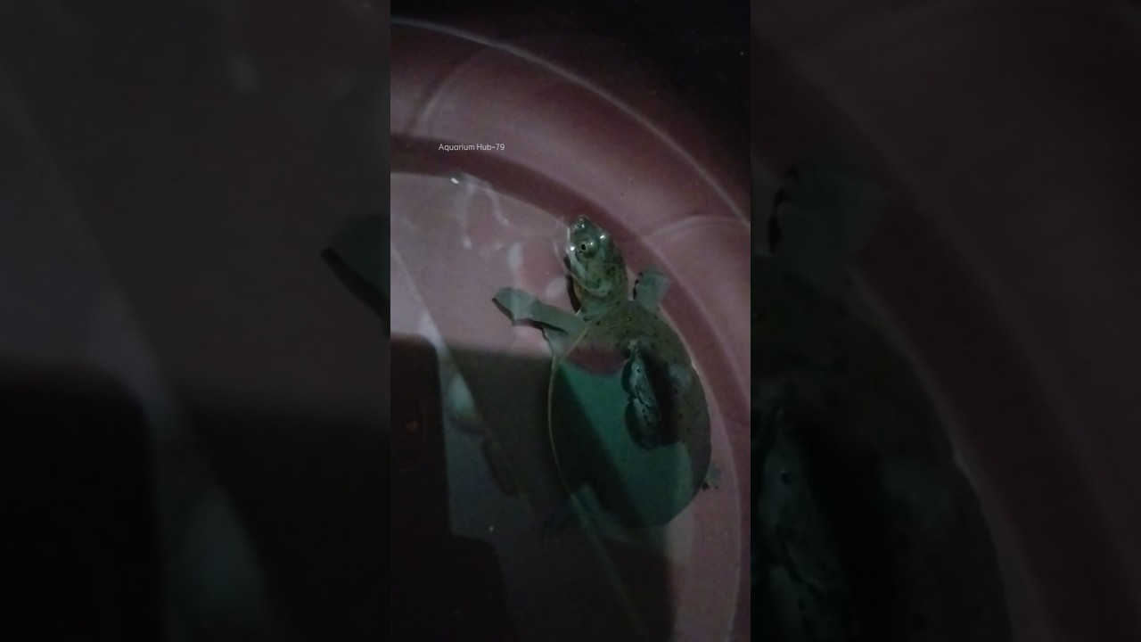Baby Turtle #turtle #tortoise