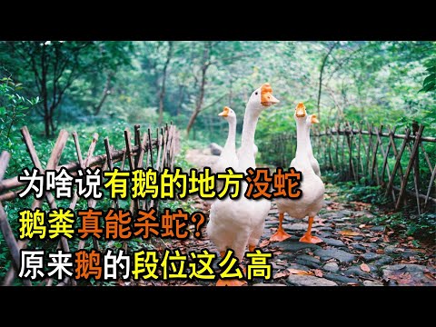 養鵝防蛇