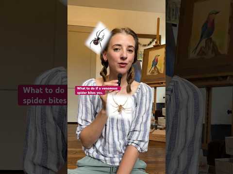 How do you treat a spider bite? Follow these first aid steps if you’re bitten by a venomous spider.