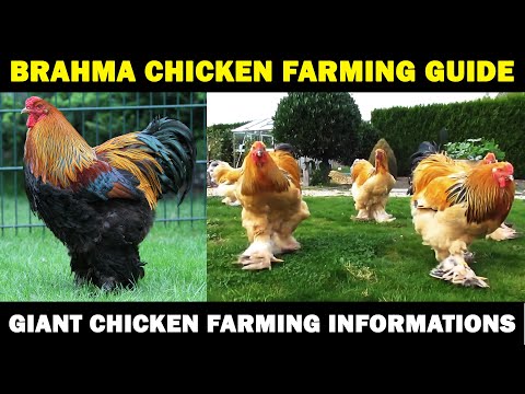 , title : 'BRAHMA CHICKEN FARMING : Business Starting Plan For Beginners | Giant Chicken Farming'