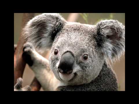 Thomas Gold - Seventeen (Lyrics) ft. Bright Sparks