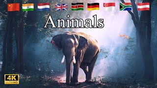 Discover Animals from 20+ Countries 🌿🐘 | Global Wildlife