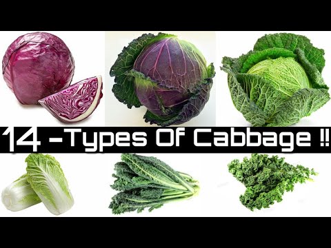 , title : '14 - Types of Cabbage"s / Cabbage Catagory / Cabbage Cultivation / Catagory of Cabbage / Cabbage'