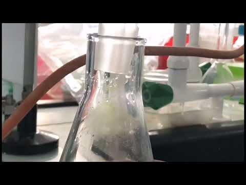 Steam Distillation of Cinnamon