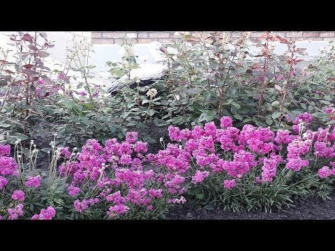 цветы  конец мая начало июня красота лето flower люпин лилейник смолка розы сад