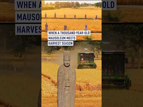 When a thousand-year-old mausoleum meets harvest season #coolchina