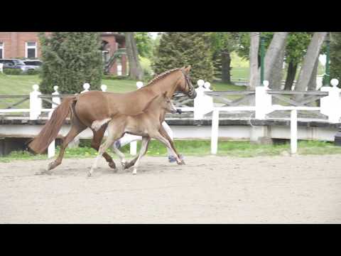 DELANDRO HF v. Del Piero - Aragon N