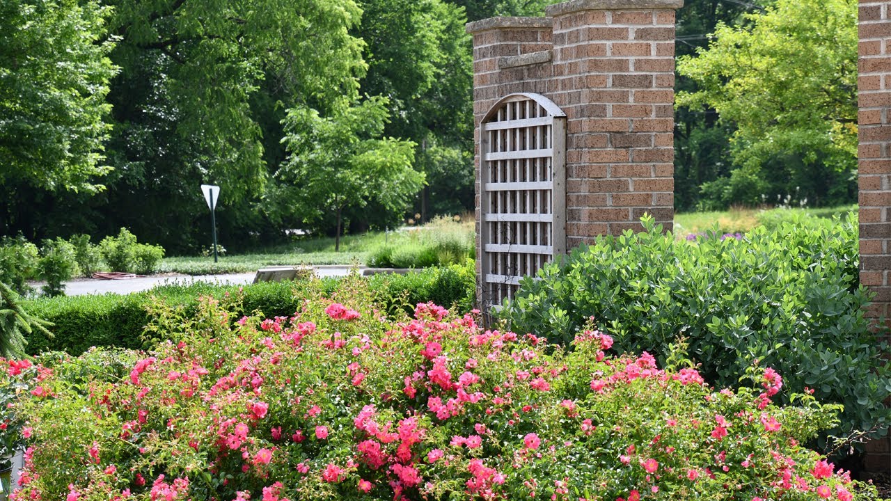 Roses of Midwest Explained