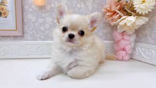 チワワ（ロング）の動画01