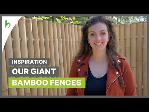 Bamboo privacy fences: a closer look (🇬🇧)