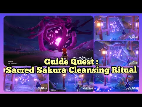 Guide Quest : Sacred Sakura Cleansing Ritual [Full Route] - Genshin Impact