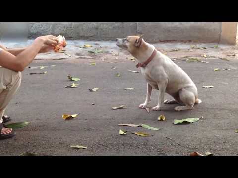 2018/12/23(SUN) Video: Chobi Eats “Parle-G” Biscuit ...