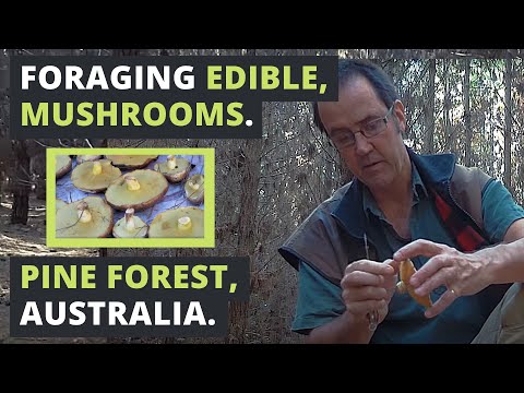 download lagu mp3 mp4 Pictures Of Edible Mushrooms In Australia, download lagu Pictures Of Edible Mushrooms In Australia gratis, unduh video klip Pictures Of Edible Mushrooms In Australia