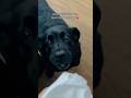 Ye Dog Nahi Mera Bacha Hai Doglover Lucky