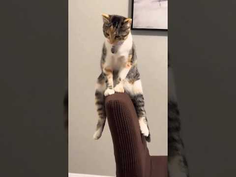 #petlovers#cutcatreaction#funnyvedios