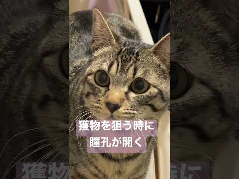 なぜ一匹の猫だけ瞳孔が開くのでしょうか?
