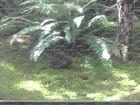 cutest psycho squirrel