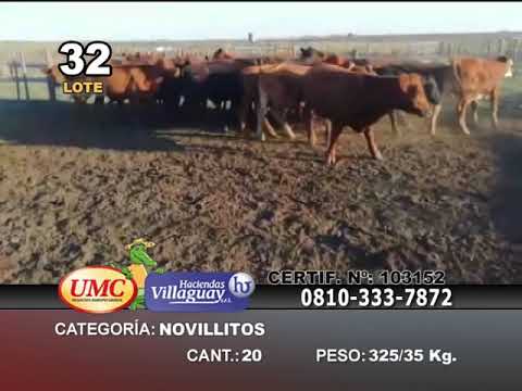Lote 20 Novillitos en Santa Anita, Entre Ríos