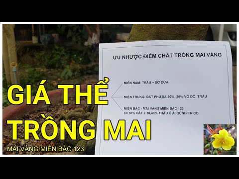 🔴 QBS22120 - GIÁ THỂ TRỒNG MAI VÀNG || LỰA CHỌN CHẤT TRỒNG CÂY MAI VÀNG PHÙ HỢP | ĐẤT TRỒNG MAI VÀNG