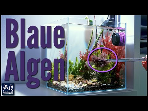 Endlich die blaue Alge! Algen Unboxing mit Überraschungsalgen | AquaOwner