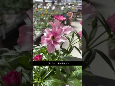 園芸 ティブーシン、スパイダーフラワー