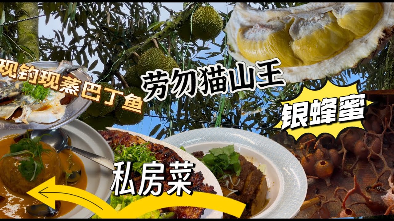 彭亨Raub美食一日游：到榴莲园吃 猫山王，自钓山水养的巴丁鱼，四十年历史咖啡和只做预订三十多年历史的私房菜，品尝了快失传冻鸡，炭烧黑毛猪排骨，客家扣肉等，了解银蜂农产养殖，原来是那么不容易养……