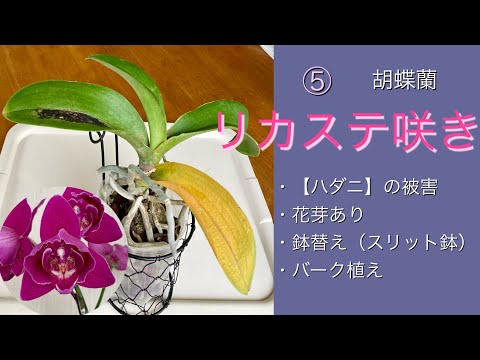 キョウチクトウは霜を恐れますか？冬に低木を保存するにはどうすればよいですか？  庭園