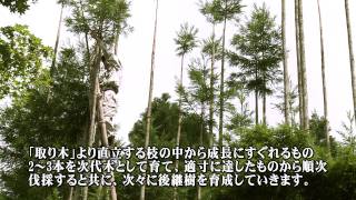 800年近く前に生み出された日本古来の育林方法「台杉仕立て」とは