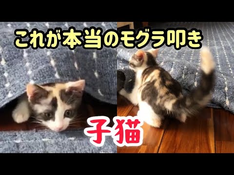 子猫のこれが本当のリアルモグラ叩きゲーム！先住猫が新入り子猫にイタズラを伝授していた！ダイナミックな猫しつけ【子猫　保護】かわいいおもしろ癒しの猫動画　cat videos kitten mole
