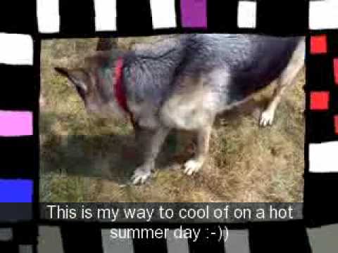 Kerstin my German Shepherd Dog