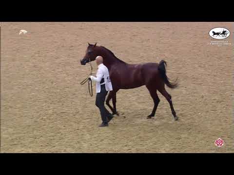 N 189 NASHWAN AL NASSER   Qatar Nationals for Individual Owners 2022   Colts 3 Years Old Class 6